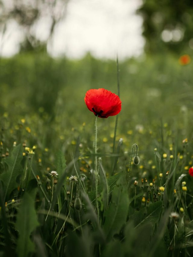 free-photo-of-papaver-on-meadow